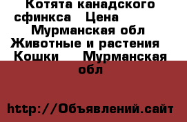 Котята канадского сфинкса › Цена ­ 7 000 - Мурманская обл. Животные и растения » Кошки   . Мурманская обл.